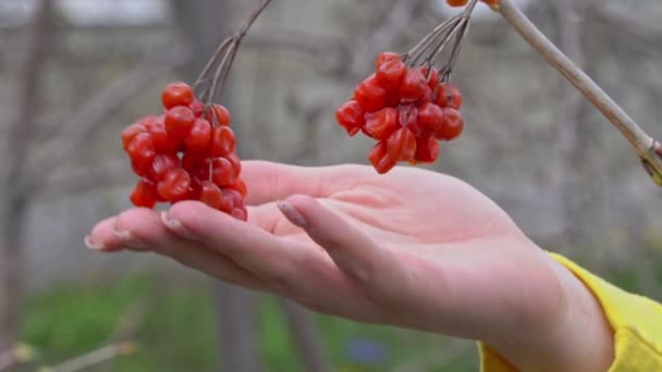 Vrouwenhand raakt een rode, overrijpe viburnum aan op een tak — Stockvideo