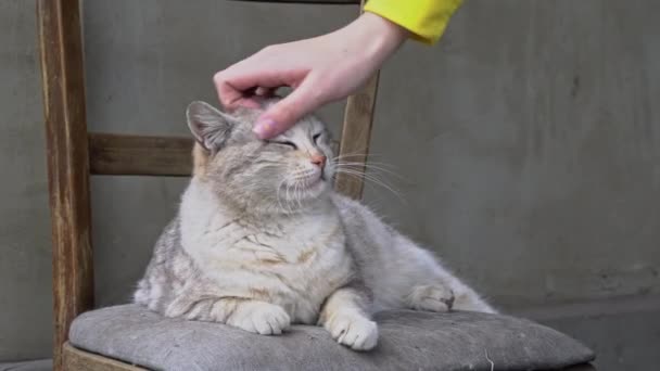 Womans Hand Strokes un gato sucio sin hogar en una silla rota — Vídeo de stock