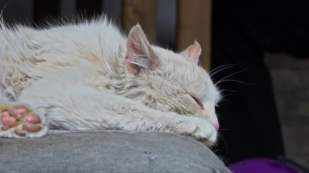 Hemlösa smutsiga kattlögner på en snuskig stol på gården — Stockvideo