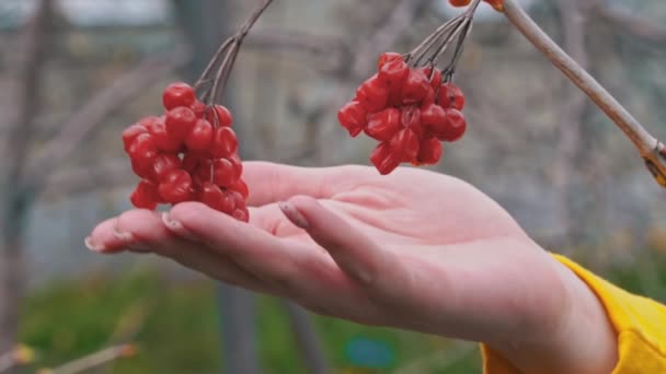 Vrouwenhand raakt een rode, overrijpe viburnum aan op een tak — Stockvideo