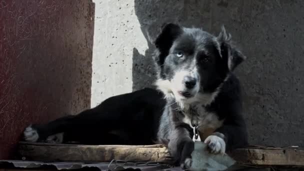 Black and White Dog with Different Eyes on a Chain Near the Booth is Resting — ストック動画