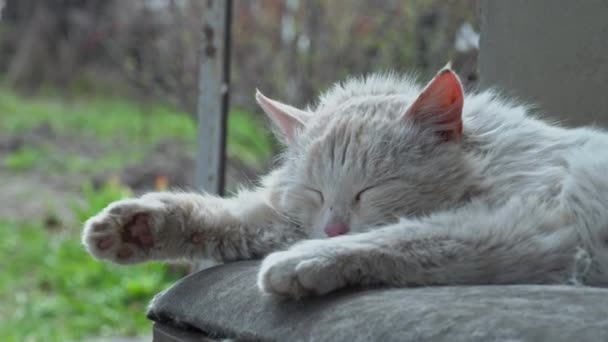 Hemlösa smutsiga kattlögner på en snuskig stol på gården — Stockvideo