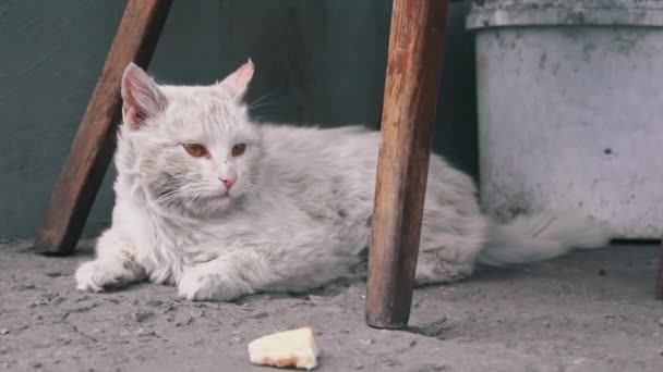 Sans abri sale chat mensonges sur déchiré sale asphalte dans l 'cour — Video