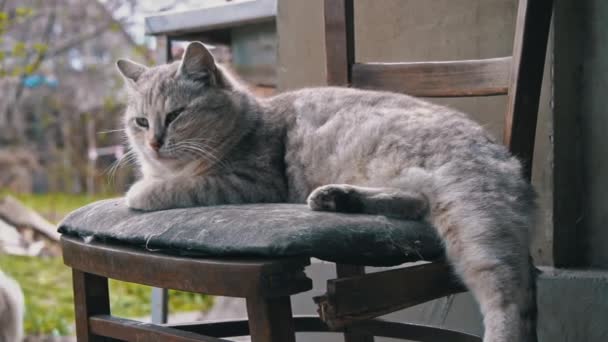 Senzatetto sporco gatto bugie su un strappato sporco sedia in il iarda — Video Stock