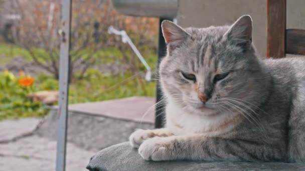 Senzatetto sporco gatto bugie su un strappato sporco sedia in il iarda — Video Stock