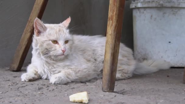 Sans abri sale chat mensonges sur déchiré sale asphalte dans l 'cour — Video