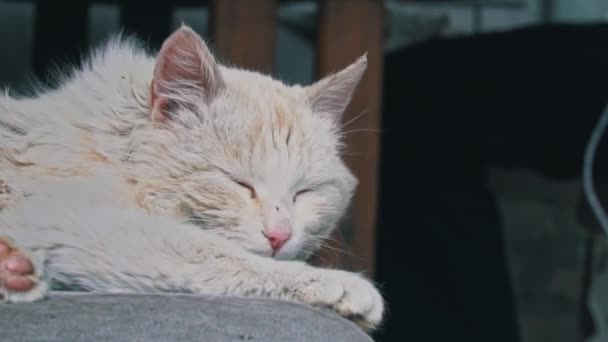 Gato sucio sin hogar yace en una silla sucia desgarrada en el patio — Vídeo de stock