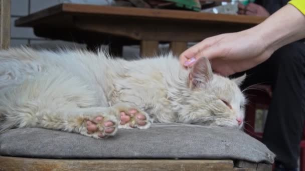 Womans mano colpi un senzatetto sporco gatto su un strappato sedia — Video Stock