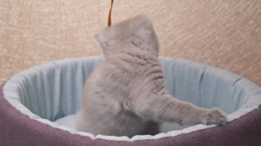 İskoç Düz Kulaklı Gri Kedi Yatağında Kurdeleyle Oynuyor