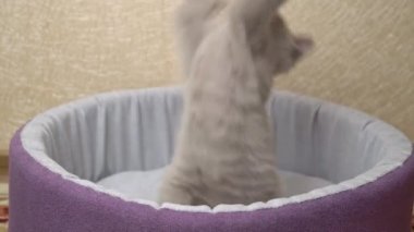 İskoç Düz Kulaklı Gri Kedi Yatağında Kurdeleyle Oynuyor