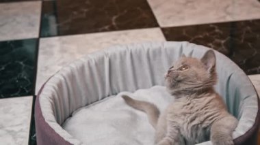 İskoç Düz Kulaklı Gri Kedi Yatağında Topla Oynuyor