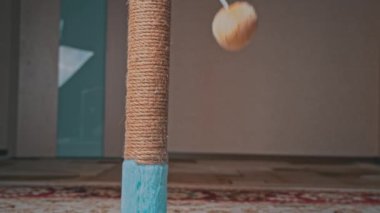 İskoç Düz Kulaklı Gri Kedi Yavrusu Çizik Posta ile Oynuyor ve Sıçrıyor
