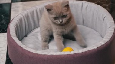 İskoç Düz Kulaklı Gri Kedi Yatağında Topla Oynuyor