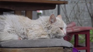 Evsiz Kirli Kedi Yard 'da Yırtık Bir Sandalyede Yatar