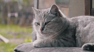 Evsiz Kirli Kedi Yard 'da Yırtık Bir Sandalyede Yatar