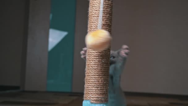 Skót egyenes fülű szürke cica játszik és ugrál egy kaparós oszlop — Stock videók