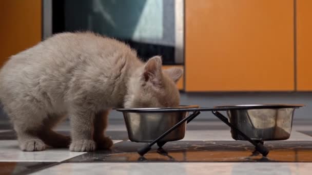 Scottish Straight-eared Gray Kitten Τρώει στην κουζίνα από το μπολ του — Αρχείο Βίντεο