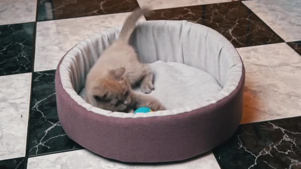 Schottisches grau-ohriges Kätzchen spielt mit Ball im Bett — Stockvideo