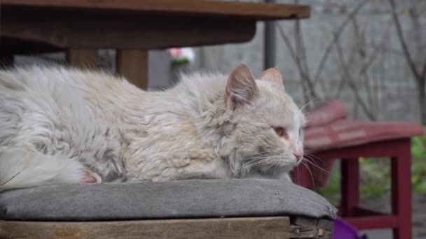 Gato sucio sin hogar yace en una silla sucia desgarrada en el patio — Vídeos de Stock