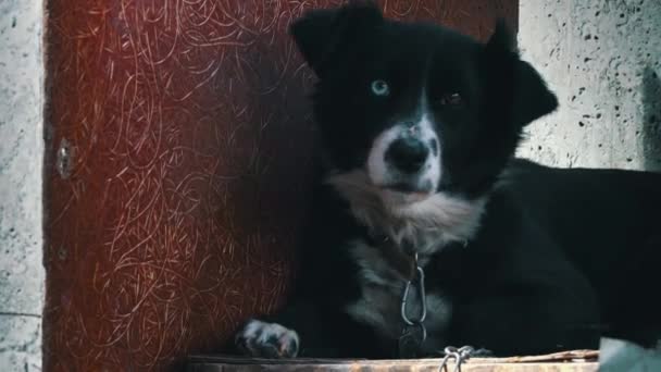 Schwarzer und weißer Hund mit unterschiedlichen Augen an einer Kette in der Nähe des Standes ruht — Stockvideo