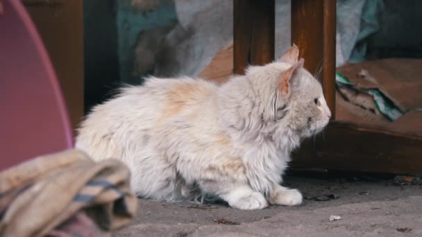 Gato sucio sin hogar yace en asfalto sucio desgarrado en el patio — Vídeos de Stock