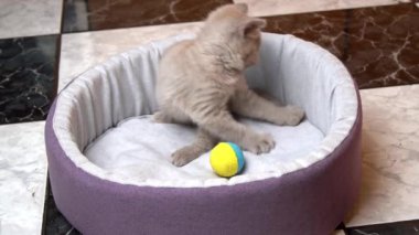 İskoç Düz Kulaklı Gri Kedi Yatağında Topla Oynuyor