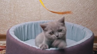 İskoç Düz Kulaklı Gri Kedi Yatağında Kurdeleyle Oynuyor