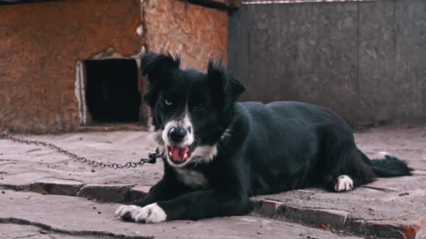 Svart och vit hund med olika ögon på en kedja nära montern vilar — Stockvideo