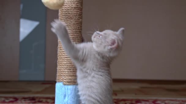 Шотландский прямоухий серый котенок играет и прыгает с царапающим столбом — стоковое видео