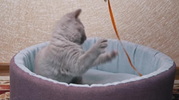 Skót egyenes fülű szürke cica játszik egy bordával az ágyában — Stock videók