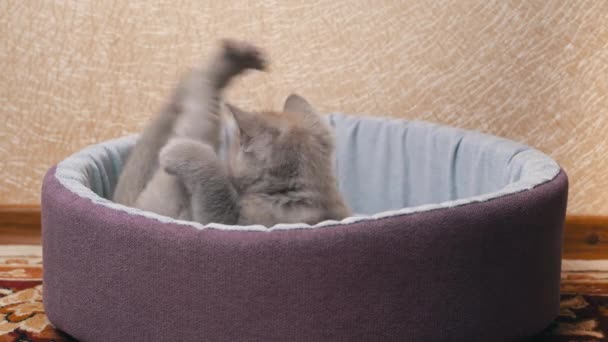 Escocês em linha reta cinza gatinho joga em sua cama — Vídeo de Stock