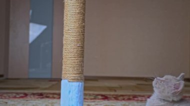 İskoç Düz Kulaklı Gri Kedi Yavrusu Çizik Posta ile Oynuyor ve Sıçrıyor