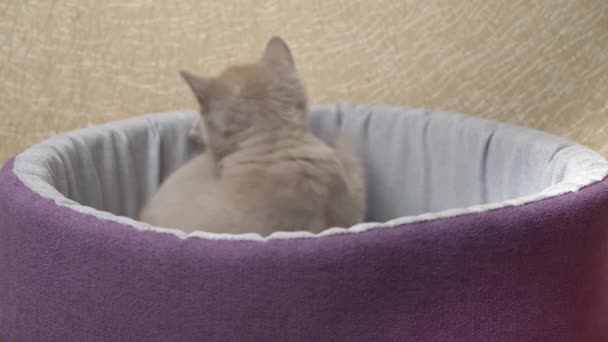 Scottish Straight Gray Kitten παίζει στο κρεβάτι του — Αρχείο Βίντεο