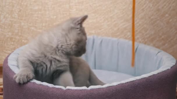 Шотландский прямоухий серый котенок играет с лентой в своей постели — стоковое видео
