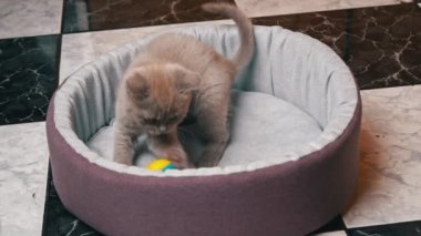 İskoç Düz Kulaklı Gri Kedi Yatağında Topla Oynuyor