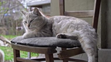 Evsiz Kirli Kedi Yard 'da Yırtık Bir Sandalyede Yatar