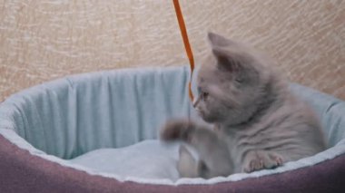 İskoç Düz Kulaklı Gri Kedi Yatağında Kurdeleyle Oynuyor