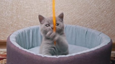 İskoç Düz Kulaklı Gri Kedi Yatağında Kurdeleyle Oynuyor