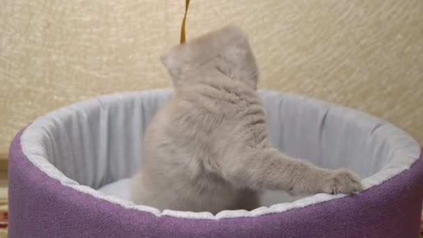 Scottish Straight-eared Gray Kitten Plays with a Ribbon in His Bed — Stock Video