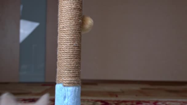 Scottish Straight-eared Gray Kitten juega y salta con un poste de rascado — Vídeos de Stock