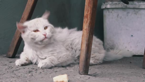 Gato sucio sin hogar yace en asfalto sucio desgarrado en el patio — Vídeos de Stock