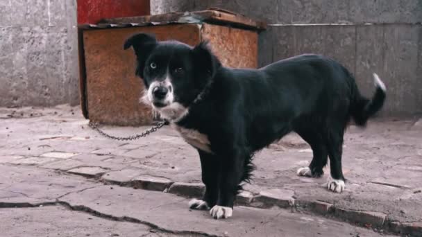 Chien noir et blanc avec des yeux différents sur une chaîne près de la cabine est Frolic — Video