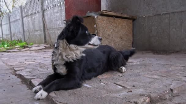 Perro blanco y negro con diferentes ojos en una cadena cerca de la cabina es Frolic — Vídeos de Stock