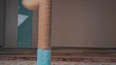 İskoç Düz Kulaklı Gri Kedi Yavrusu Çizik Posta ile Oynuyor ve Sıçrıyor