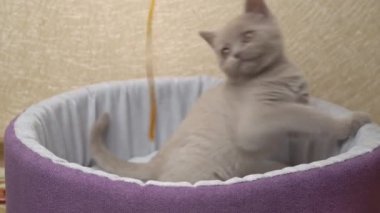 İskoç Düz Kulaklı Gri Kedi Yatağında Kurdeleyle Oynuyor