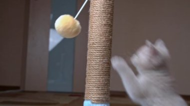 İskoç Düz Kulaklı Gri Kedi Yavrusu Çizik Posta ile Oynuyor ve Sıçrıyor
