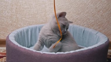 İskoç Düz Kulaklı Gri Kedi Yatağında Kurdeleyle Oynuyor