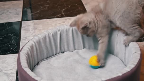 Skotský heteroušní šedé kotě hraje s míčem v posteli — Stock video