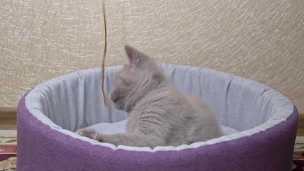 Scottish Straight-eared Gray Kitten juega con una cinta en su cama — Vídeos de Stock