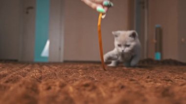 İskoç Gri Fluffy Şirin Kedi Yavrusu Yavaş Çekimde Kurdelenin Arkasından Koşuyor